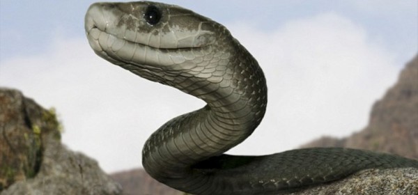Φίδι τρώει κροκόδειλο μετά από 5 ώρες μάχης – Δείτε το βίντεο